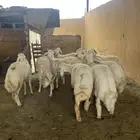 ياهل المقنى رخال فيها وحده قارح والباقي جذع بلفحل
