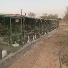 حمام للبيع 500