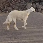 عرض مراح الغاليات