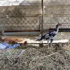 ديك بكستاني سندي