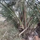 فراخه خلاص طيبه بالحيل وزن 30 كيلو