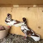 زوج مزاهير نواعم
