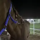 حصان انقليزي
