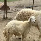 مشروع فحل حري صنف