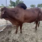 ثور فحل بلدي