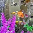 حوض سمك زينة للبيع كامل مع السمك استخدام شهر