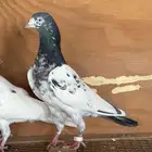 حمام تيدي بيور