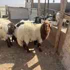 خرفان نعيمي فل شحم ومن البر