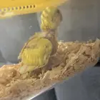 فرخ روز للبيع