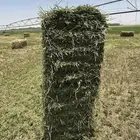 مخلوط هيبان