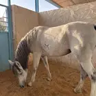 فرس شعبيه البيع سمح