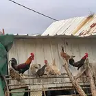 للبيع مراح دجاج عربي اصيل ومشكل وحمام كامل بسعر ممتاز