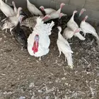 رومي منتج وانتاجه مميز