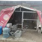 شبك لبيع له باب كبير وصغير