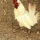ديك كويتي