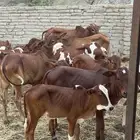 عجول بلدي انتاج محلي