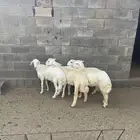 خرفان خروف كفو