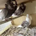 حمام زينه بلجيكي مفتل