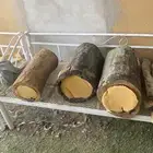 خلايا نحل بلدي فاضيه