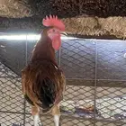ديك