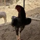دجاج سندي بيور صافي