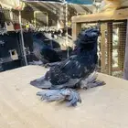 للبيع بخاره بلوشيك