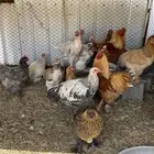 دجاج براهما