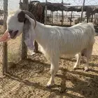 للبيع تيوس دهم مقفله شحم ومعزا حليب