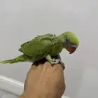 فرخ درة غر حجم مميز ماشاء الله