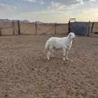 فحل صنف حري