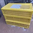 شبوك دجاج او احمام اصفر