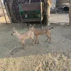 هجين وعل عناق وتيس