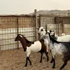 تيوس للبيع
