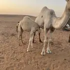 حاشي