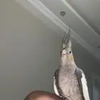 عصفور كروان