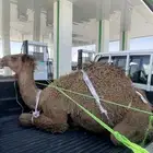 قعود متجه لرياض مسحوب من تحت امه