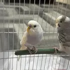 زوج طيور بادجي