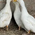 بط بكيني