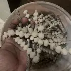 بذور قرض