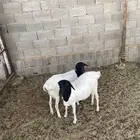 بربري ذبح