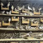 حمام ي كريم