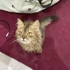 قطة للبيع عمرها شهرين على السوم و ما بيننا خلاف