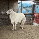طلي حري كفوو جبر صنف
