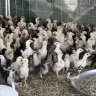 صوص بلدي دجاج