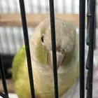 للبيع ببغاء كنيور أناناس العمر سنتين نبيعه في قفصه السعر