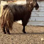 للبيع تيس مشروط