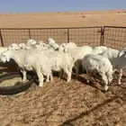بهم حري