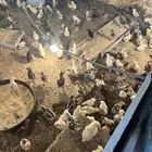 فروخ دجاج بلدي للبيع