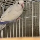 ذكر روز تم البيع