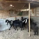 معزا دفيع واصل